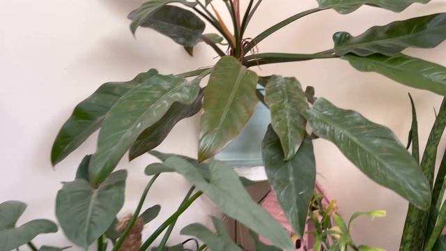 INDOOR PLANTS COLLECTION | HOW TO PROPAGATE MONSTERA - Air purifying Houseplants смотреть онлайн