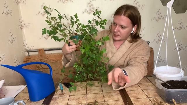 Циссус - уход,перевалка,реанимация после засухи. Березка для каждого. смотреть онлайн