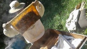 Богатый пчеловод КАК ОПРЕДЕЛИТЬ ЕСТЬ МАТКА ИЛИ НЕТ