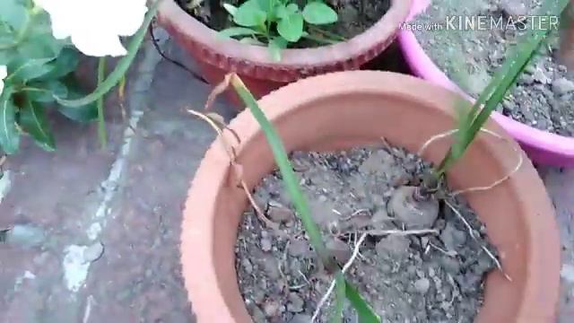 How to grow and care Rain lily bulbs. Most beautiful rainy season flower plant! смотреть онлайн