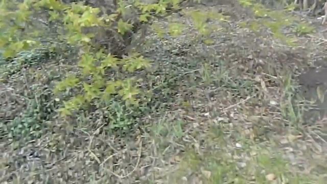 Жимолость - самый беспроблемный ягодный кустарник смотреть онлайн