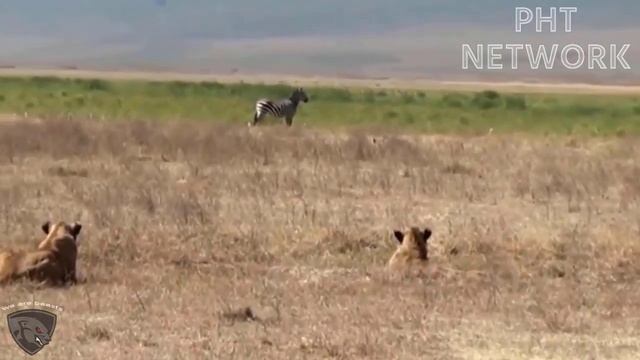 Anaconda python attacks crocodile to steal prey | Anaconda vs Crocodile - Wild Animal Attacks смотреть онлайн