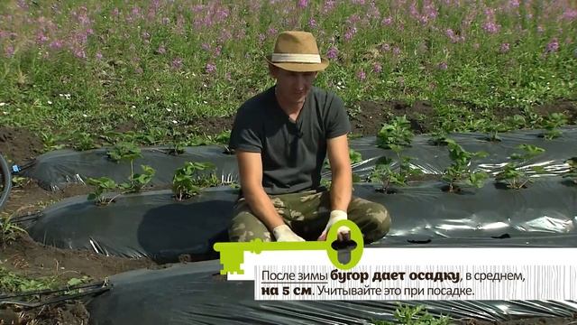 КЛУБНИКИ БУДЕТ В 2 РАЗА БОЛЬШЕ, ЕСЛИ ИСПОЛЬЗУЕТЕ ЭТУ ТЕХНОЛОГИЮ смотреть онлайн