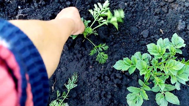Поливаю🥔🥔🥔 КАРТОФЕЛЬ. Всё Горит Дождей НЕТ!!!😒😒😒 18 июня 2023г. смотреть онлайн