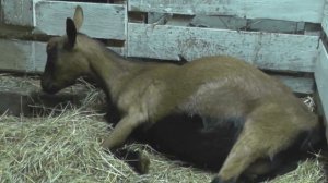 Окоты коз / как появляются козлята