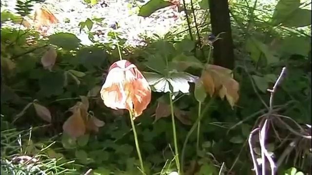 Западно Алтайский заповедник mp4 смотреть онлайн