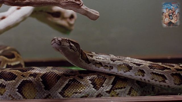 Лучшие сцены - Дорожное приключение (Road Trip) смотреть онлайн