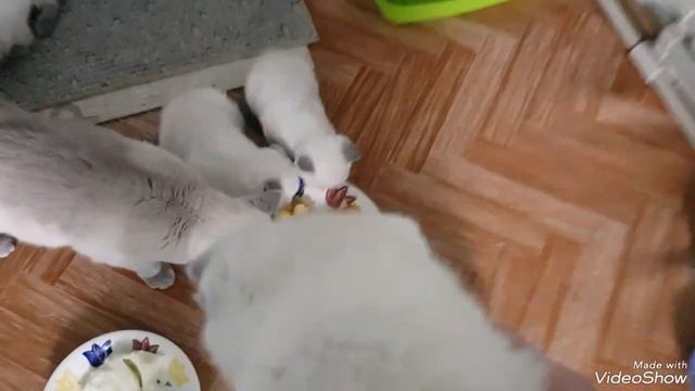 Кошка с котятами. Шотланская вислоухая . Окрас лилак поинт#шотланскаявислоухая#кошка#котята смотреть онлайн