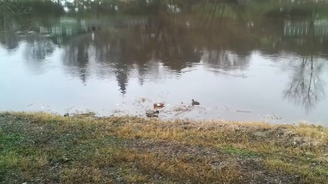 Утки на зимовье в г.Торжке смотреть онлайн