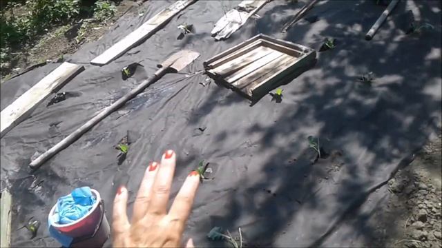 капуста/капуста без прополки смотреть онлайн