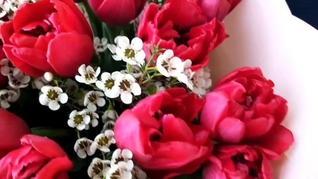 Пионовидный тюльпан и шамелациум смотреть онлайн