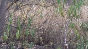 Синичник для лазоревки.Размер отверстия- летка 28 мм или 33.Парк Яуза