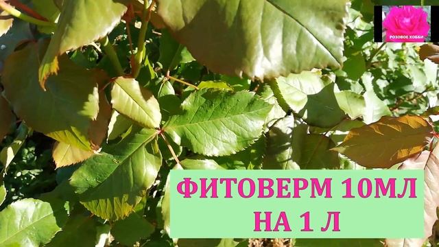 РОЗЫ. НАЧИНАЮЩИМ. НОВЫЕ ОБРАБОТКИ ПОСЛЕ ДОЖДЕЙ смотреть онлайн