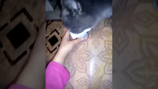 Бантик облизывает йогурт от баночки смотреть онлайн