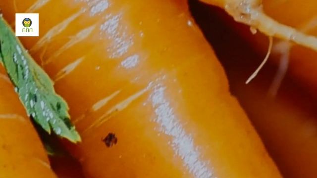 МОРКОВЬ. Полезные продукты. #морковь #полезныепродукты #польза #полезное #шортс #овощи смотреть онлайн