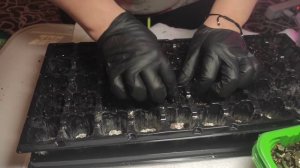 ГЕЙХЕРЫ ИЗ СЕМЯН ... пикирования сеянцев которым три с половиной месяца от момента посева...