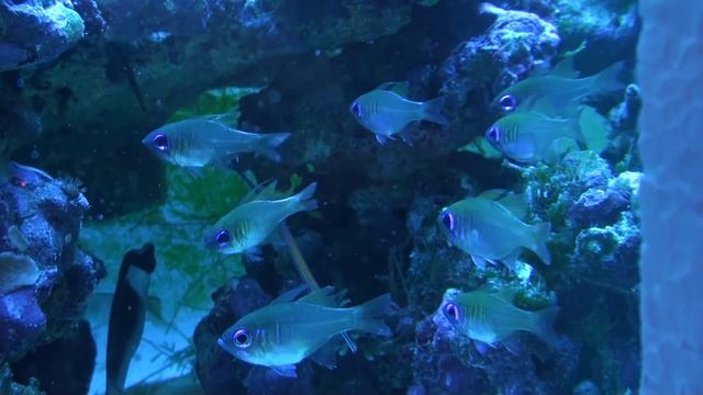 Apogon leptacanthus Blue Strike cardinalfish (a shoal of nine) смотреть онлайн