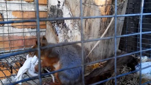 белка готовится к зиме 1 смотреть онлайн