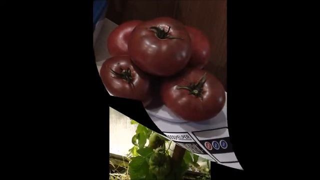 Томат Шоколадно-малиновый красавец .Сорт Углерод Carbon смотреть онлайн