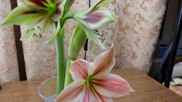 papilio и exotic star сравнение смотреть онлайн