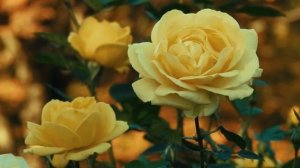 ЯРМАРКА ЦВКТОВ. ОРКЕСТР ПОЛЯ МОРИА