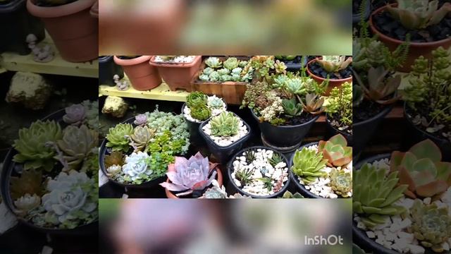 Fiz Uns Replantes E Pintei A Bancada Das Suculentas