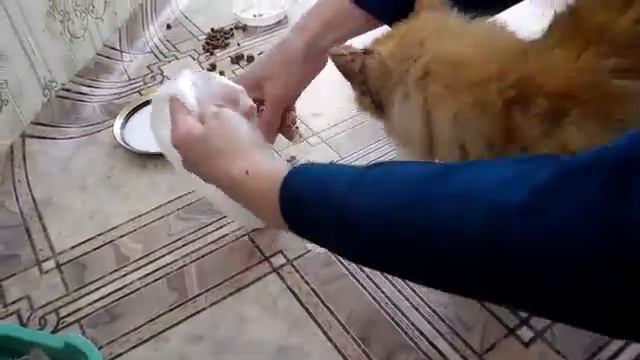 Хромой кот кушает курицу смотреть онлайн