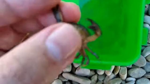 Геленджик, каменный краб смотреть онлайн