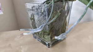 ЭТО ИЗМЕНИТ ЖИЗНЬ ВАШИХ ОРХИДЕЙ К ЛУЧШЕМУ! ОРХИДЕЯ В ПУСТОЙ ВАЗЕ БЕЗ СУБСТРАТА. ОТКРЫТАЯ СИСТЕМА/ОС