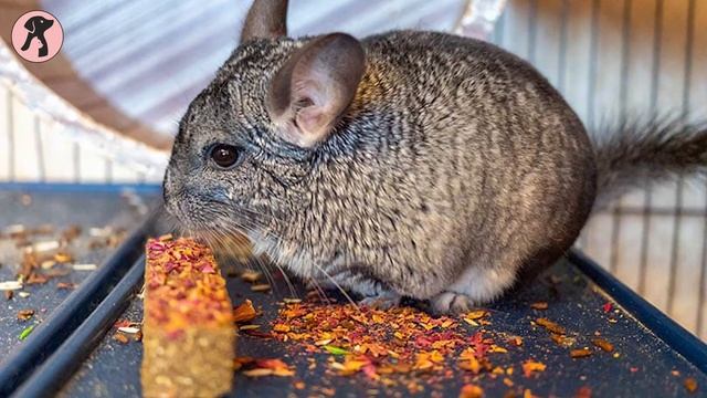 Easy Guide Of Chinchilla Care For Beginners