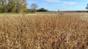 Уборка сои комбайном НИВА СК-5. Высокий урожай сои 2022. Соя поздних сортов. Уборка в октябре Опошн