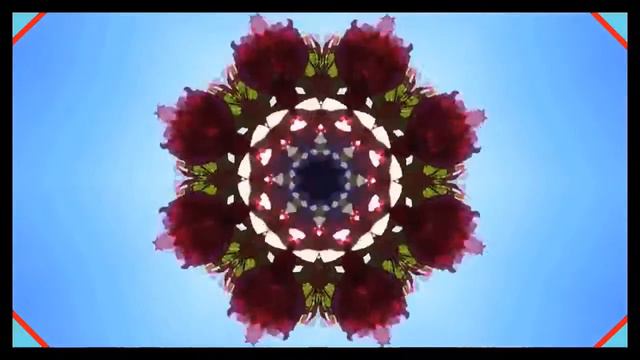 Secret Beauty* Kaleidoscope Art Video from Anemone flowers смотреть онлайн