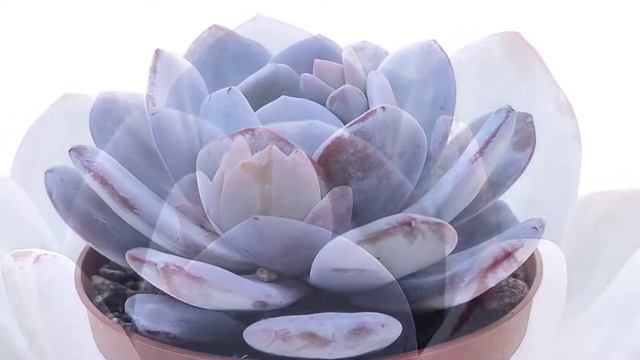 Echeveria laui смотреть онлайн