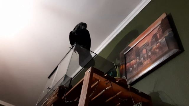 Ворон исследует террариум с питоном. смотреть онлайн