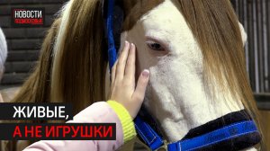 Конный клуб из Голицыно выкупает лошадей с бойни