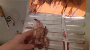 Разделка перепелов, потрошение перепелов