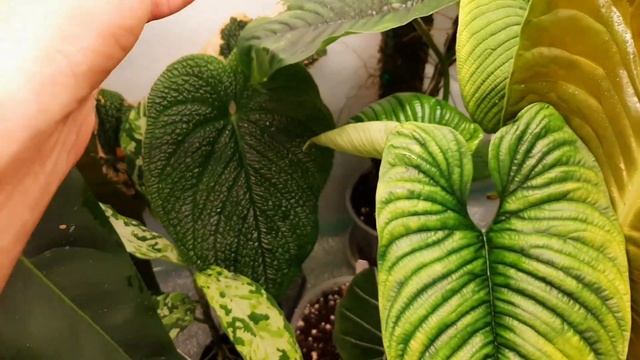 ФЛОРАРИУМ осень 2022 / ОБЗОР РАСТЕНИЙ /УБОРКА смотреть онлайн