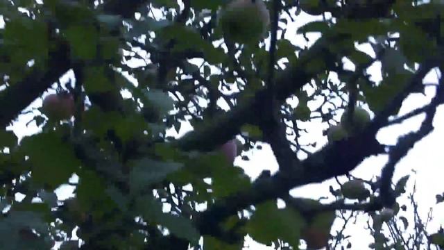 Правильная обрезка плодовых деревьев осенью - яблони. Видео плодовые деревья уход смотреть онлайн