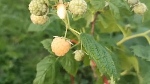 Жёлтая малина Золотые купола  самая ранняя и вкусная