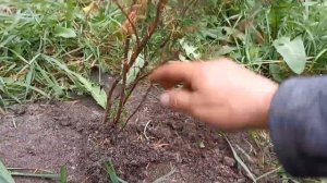 Верес(можжевельник).