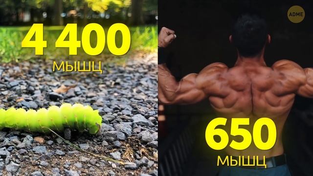 Невероятные факты, которые показывают, насколько удивительны люди! смотреть онлайн