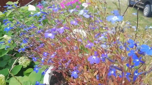 Беларуская Деревня на границе с Литвой. Аисты, цветы, ягоды! Супер атмосферное видио, не пропустите