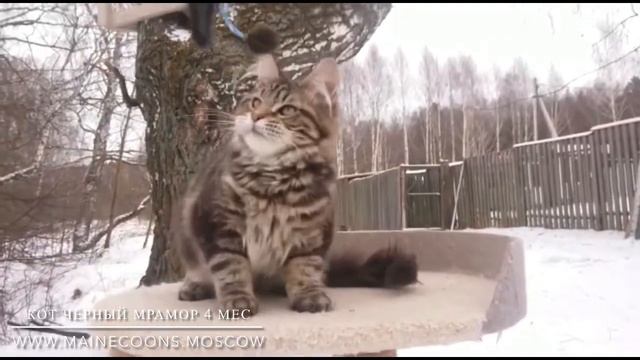 Чёрный мраморный кот Мейн-кун 4 месяца смотреть онлайн