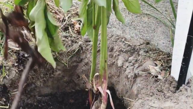 ❤️😍🌹COMO TRANSPLANTAR UNA PEONY/PEONIA ADULTA EN SUELO ,REGALÓ QUE ME HIZO UN SOBRINO.❤️🌹😍 смотреть онлайн