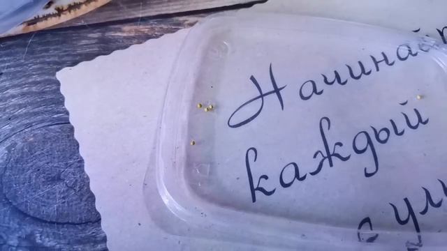 Посев эустомы - грунт, торфяные таблетки, салфетки. Тонкости каждого способа, подробная инструкция смотреть онлайн