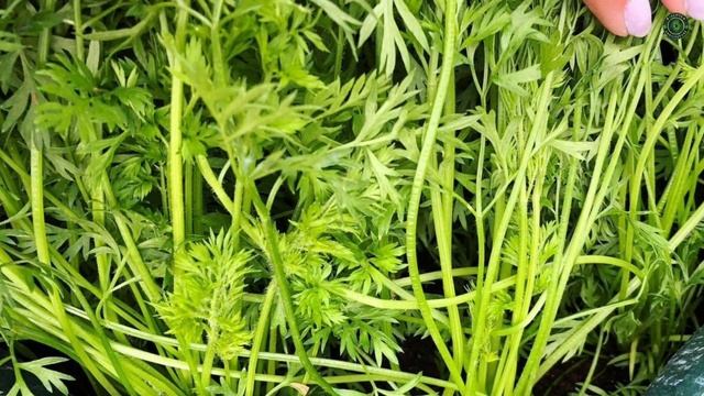 How To Grow Carrots | Carrot Farming | Carrot Cultivation смотреть онлайн