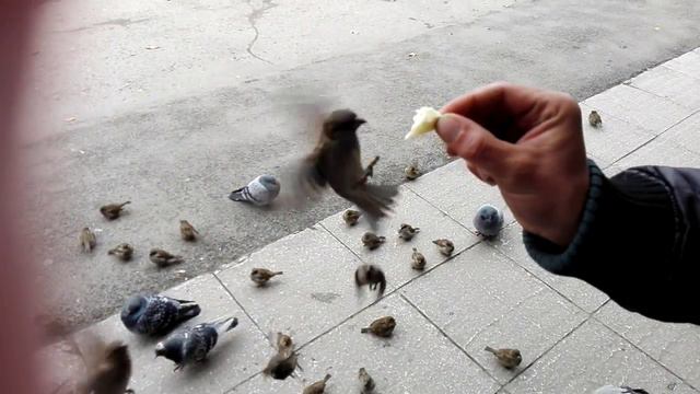 Сибирские колибри смотреть онлайн