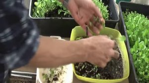 ДНЕВНИК ТАБАКОВОДА № 2 ( Прореживание рассады без потерь 28.03.16. ) ТАБАК