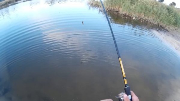 Lucky Craft Pointer 128 SP & Usami Rongubei 90 SP