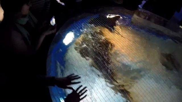 Морские скаты. Аквариум Барселоны. смотреть онлайн